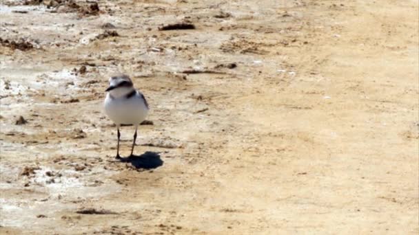 Regenpfeifer (charadrius alexandrinus) im ria formosa Sumpfschutzpark (portugal)). — Stockvideo