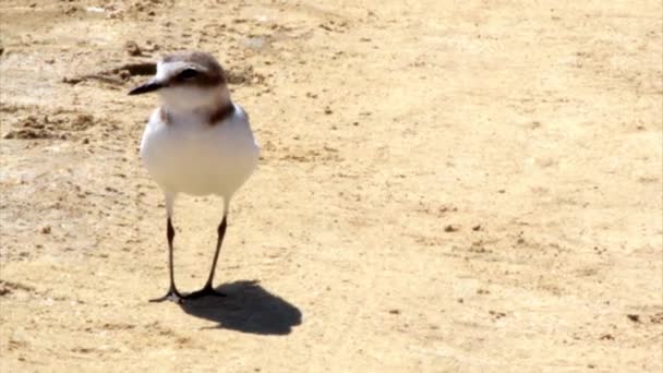 Kentish Plover (Charadrius alexandrinus) in Ria Formosa Marsh Conservation Park (Portugal). — Stock Video