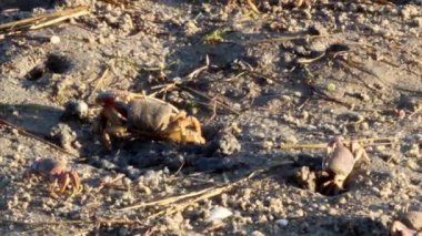 uca tangeri. kemancı Yengeç Doğu Atlantik Okyanusu'nda yaşayan bir tür.