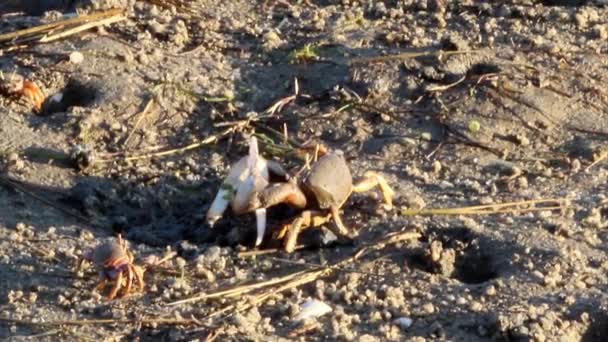 Uca tangeri. Una especie de cangrejo violinista que vive en el Océano Atlántico oriental . — Vídeos de Stock