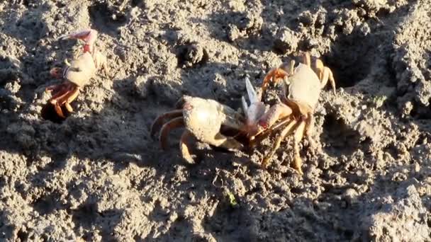 Uca tangeri. Una especie de cangrejo violinista que vive en el Océano Atlántico oriental . — Vídeos de Stock