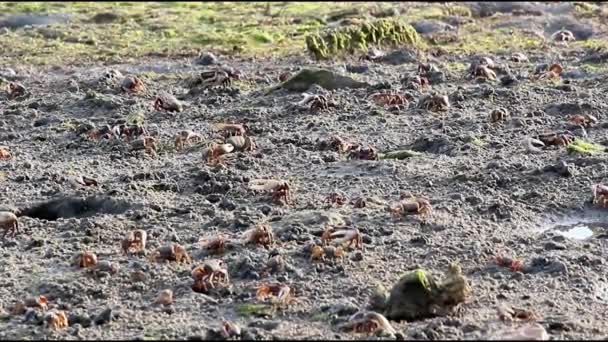 Uca 脷。一个物种生活在东部大西洋海的招潮蟹. — 图库视频影像