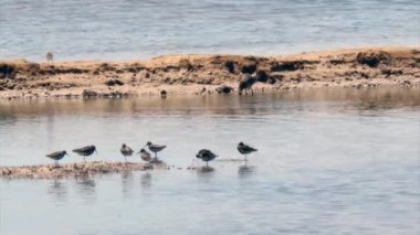 (calidris alpina) dunlin (ria formosa, koruma sulak. Portekiz görüntüleri)