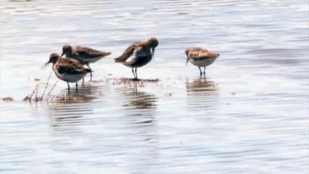 Το dunlin (calidris alpina) (πλάνα στο ria formosa, διατήρηση υγροτόπων. Πορτογαλία) — Αρχείο Βίντεο