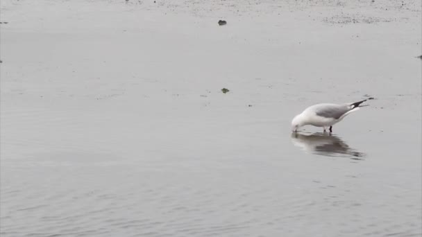 Kongói 's Iván, vagy sirály (chroicocephalus hartlaubii és larus hartlaubii), király (felvétel walvis Bay, Namíbia) — Stock videók