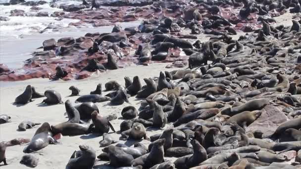 Colony of seals at Cape Cross Reserve, Atlantic Ocean coast in Namibia. — Stock Video