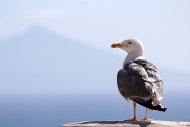The Yellow-legged Gull (Larus michahellis), in Natural Park of Peñón de Ifach