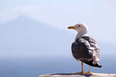 The Yellow-legged Gull (Larus michahellis), in Natural Park of Peñón de Ifach clipart