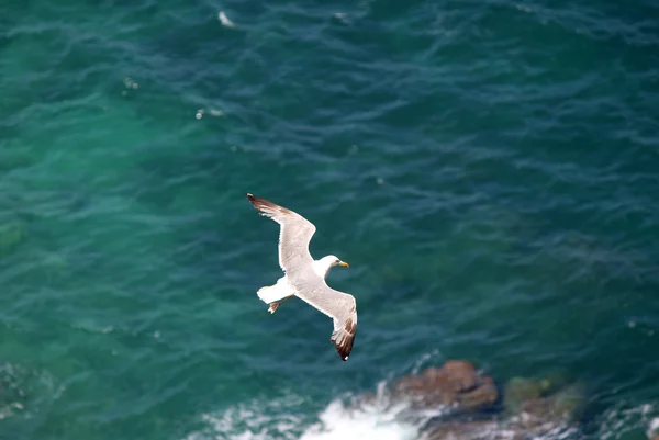 The Yellow-legged Gull (Larus michahellis), in Natural Park of Peñón de Ifach — Stock Photo, Image