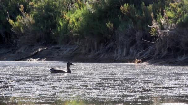 Kaczka przejęcia w ria formosa mokradeł. Algarve, Portugalia — Wideo stockowe