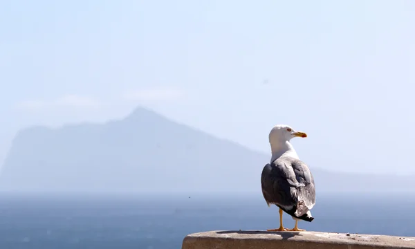 Yellow-legged Gull (Larus michahellis), in Natural Park of Penon — Stock Photo, Image