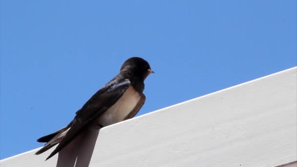 Delichon urbicum, uccello passeriforme migratorio della famiglia delle rondini e caratterizzato dal loro adattamento all'alimentazione aerea . — Video Stock