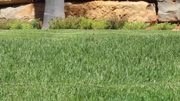 Atividade de jardinagem - Cortador de grama cortando a grama, detalhe . — Vídeo de Stock