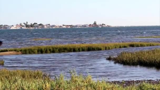 Perro jugando Ria Formosa región de conservación natural whit Armona isla en el fondo, Algarve . — Vídeo de stock