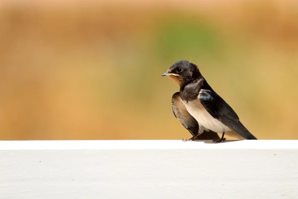 Young Martin (Delichon urbicum), a migratory passerine bird of t — Stock Photo, Image