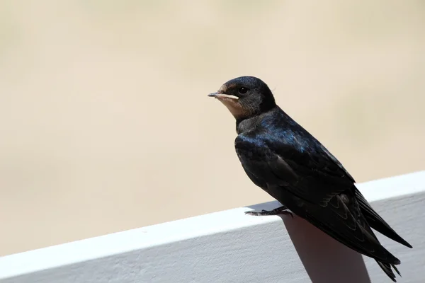 Young Martin (Delichon urbicum), a migratory passerine bird of t — Stock Photo, Image