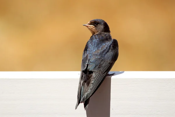 Young Martin (Delichon urbicum), a migratory passerine bird of t — Stock Photo, Image