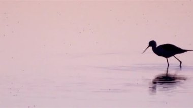 Uzunbacak, ortak Uzunbacak veya alaca Uzunbacak (himantopus himantopus) içinde ria formosa marsh conservatiom park (Portekiz).
