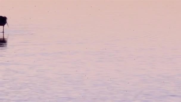 Szczudłak zwyczajny, wspólne na palach lub palach srokaty (himantopus himantopus) w ria formosa bagno conservatiom park (Portugalia). — Wideo stockowe