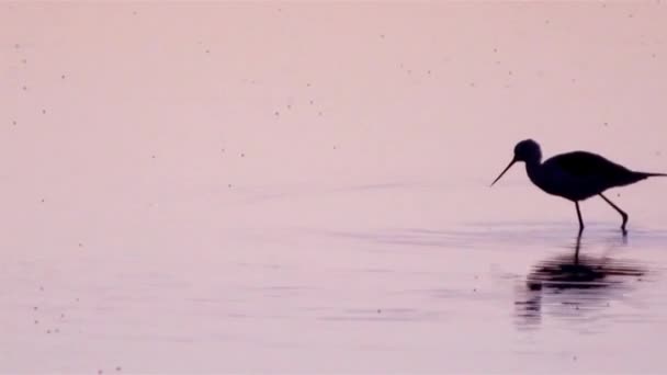 Épaisseur à ailes noires, inclinaison commune ou inclinaison de Pied (Himantopus himantopus) dans le parc Ria Formosa Marsh Conservatiom (Portugal) ). — Video