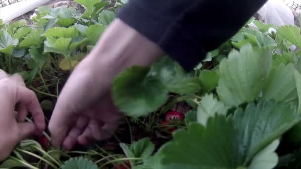 首页生物草莓收获 — 图库视频影像