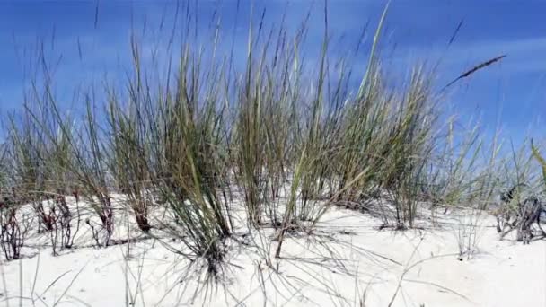 Ammophila arenaria, druh grasss původem z pobřeží Evropy a severní Afriky, kde roste v písku pláže duny — Stock video