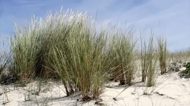 Ammophila arenaria, una especie de hierba nativa de las costas de Europa y el norte de África donde crece en las arenas de las dunas de playa — Vídeos de Stock