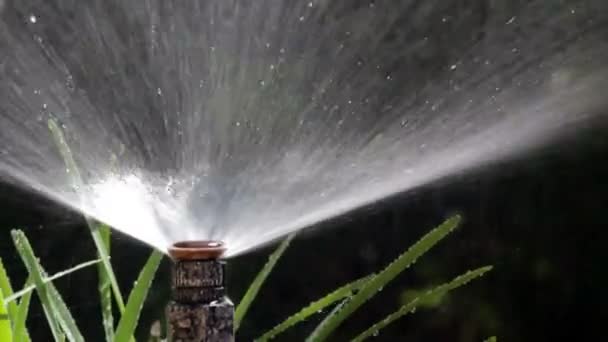 Tuin irrigatie bubler — Stockvideo