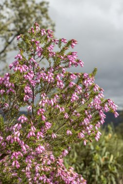 algarve Erica australis, ria formosa doğal park.