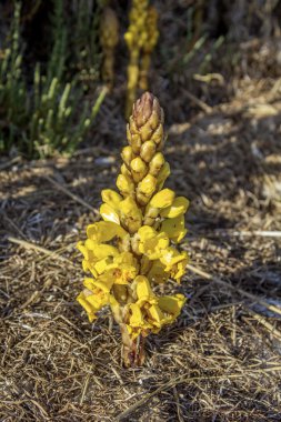 cistanche phelypaea autoctone bitki türleri Algarve'deki/daki oteller ria formo