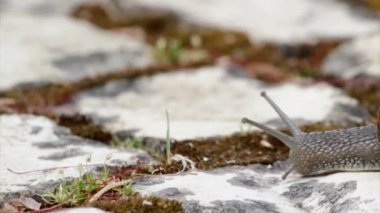 Active garden snail crawling (Species: Helix aspersa or Cornu aspersum). Garden snail is a herbivore animal and has a wide range of host plants.