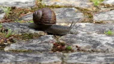 Active garden snail crawling (Species: Helix aspersa or Cornu aspersum). Garden snail is a herbivore animal and has a wide range of host plants.