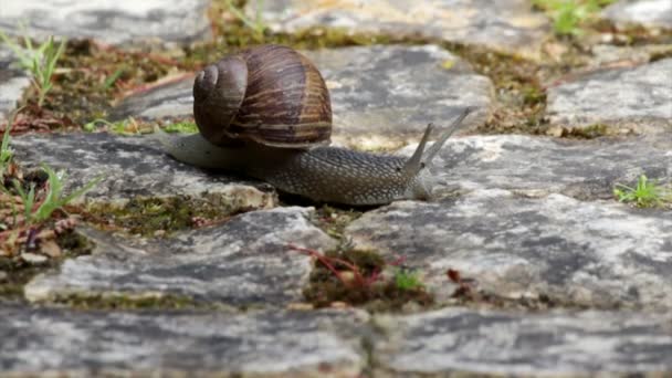 Active garden snail crawling (Species: Helix aspersa or Cornu aspersum). Garden snail is a herbivore animal and has a wide range of host plants. — Stock Video