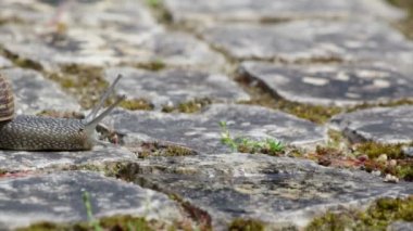 Active garden snail crawling (Species: Helix aspersa or Cornu aspersum). Garden snail is a herbivore animal and has a wide range of host plants.