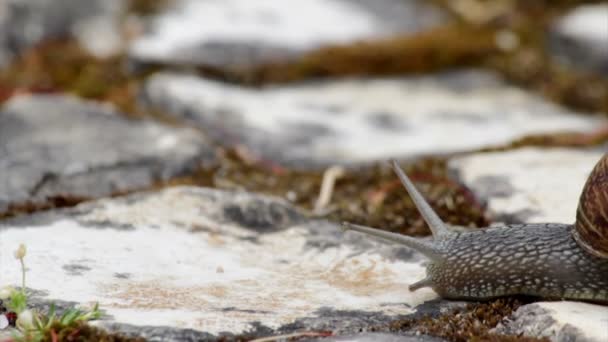 Active garden snail crawling (Species: Helix aspersa or Cornu aspersum). Garden snail is a herbivore animal and has a wide range of host plants. — Stockvideo