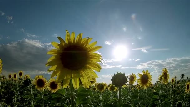 向日葵 (物种： 向日葵） 作物景观泛游戏中时光倒流，安达卢西亚。西班牙南部。向日葵是一种作为其可食用的油和可食用的水果作物种植的年度植物 — 图库视频影像