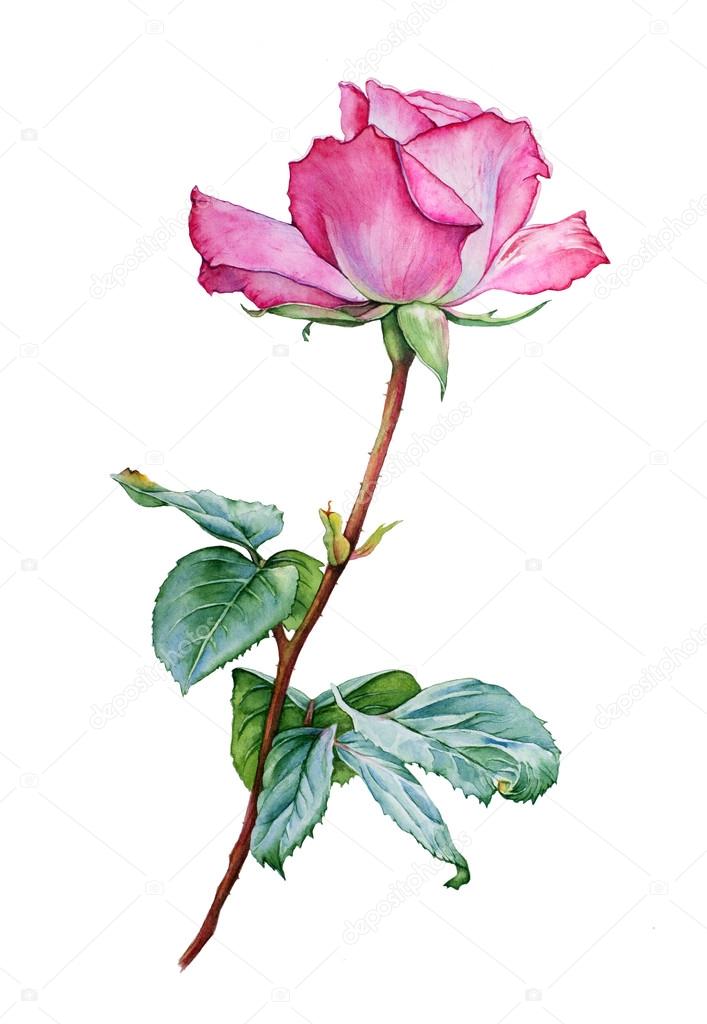 Image result for rose aquarell