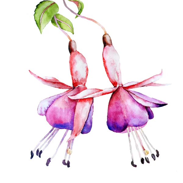 Fuchsia watercolor — Stock Photo, Image