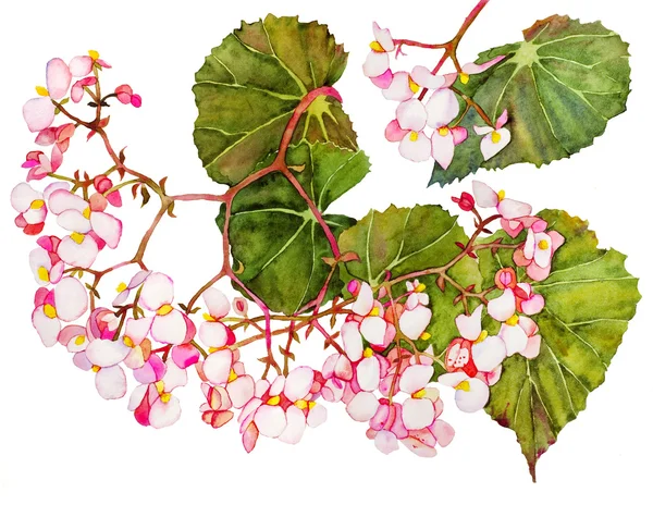 Watercolor with begonia in blossom — Stock Photo, Image