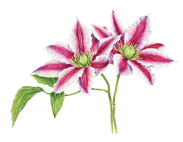 Clematis watercolor — Stock Image Clematis watercolor Stock Image