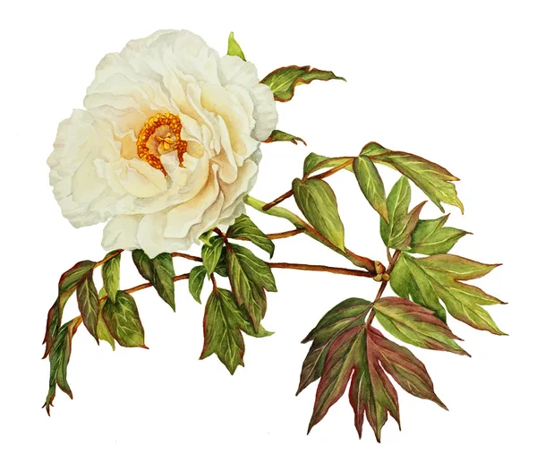 White Peony watercolor — Stock Image White Peony watercolor Stock Image