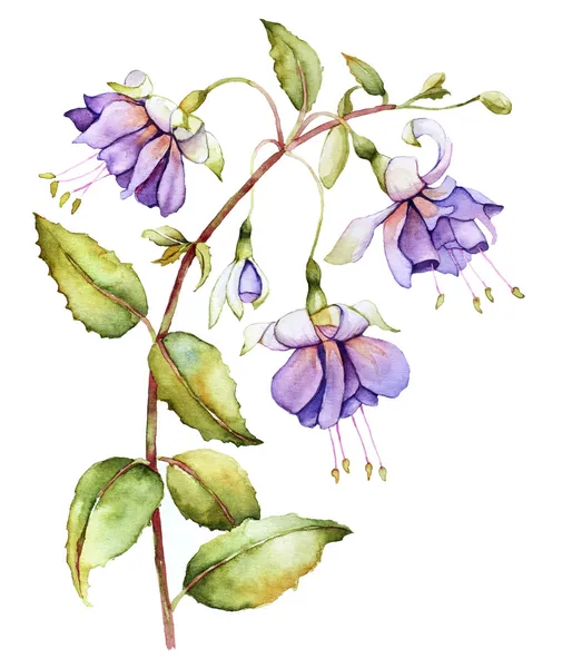 Watercolor with fuchsia — Stock Image Watercolor with fuchsia Stock Image