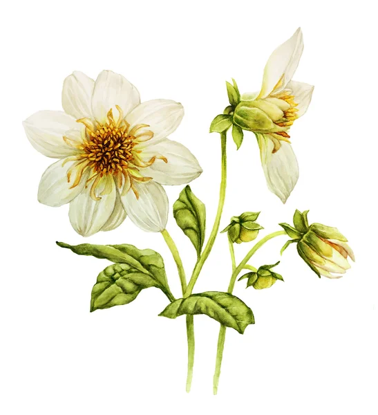 White Dahlia watercolor — Stock Image White Dahlia watercolor Stock Image