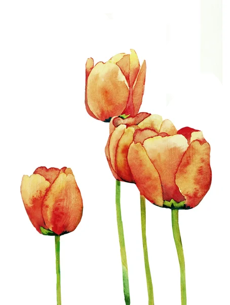 Tulpen blühen Aquarell — Stockfoto