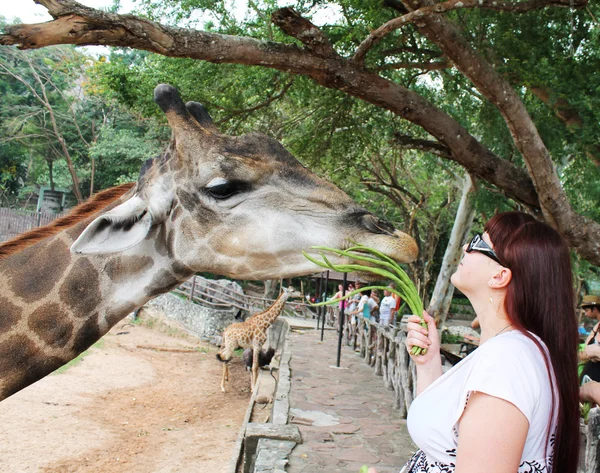 Una chica alimentando a una jirafa — Foto de Stock