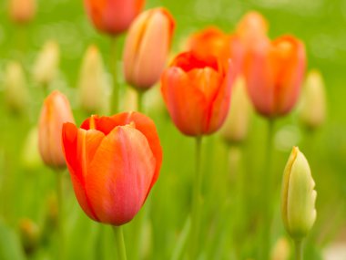 kırmızı lale, sığ derinlik-in tarla