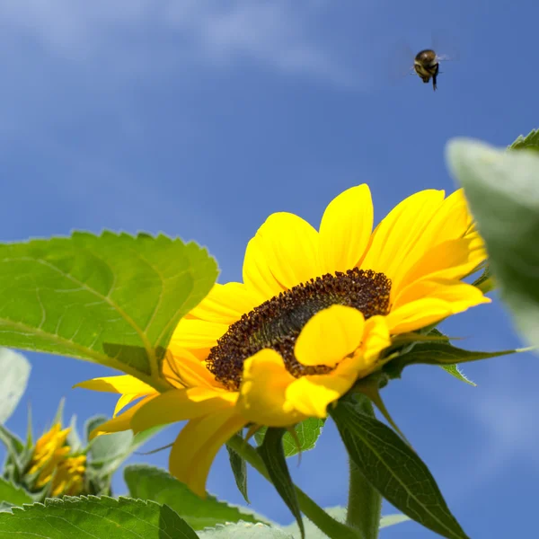 Bumblebee's take off — Stock Photo, Image