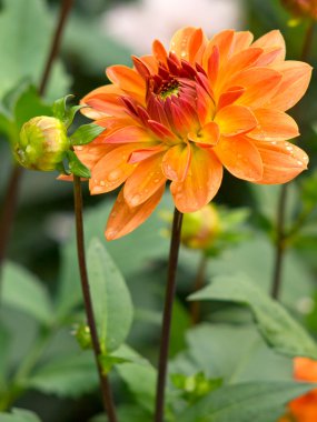 yağmur sonra Dahlia çiçeği