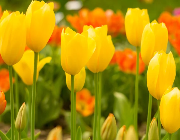 Yellow tulips — Stock Photo, Image