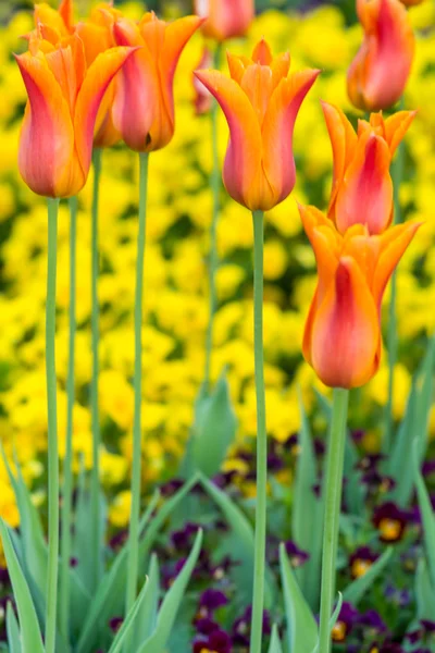 Tulips on natural background — Stock Photo, Image